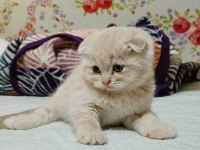 2025 doğumlu scottish fold bebekler yeni yuvalarını bekliyor