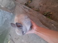 Cüce Tavşan yavrusu