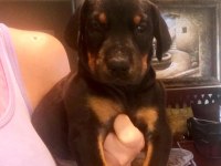 Ev Ortamında Doğan Bebek Köpeklerim Yeni Evini Arıyor