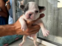 Mükemmel anatomi blue ve blue taşıcı french bulldog evlatlar