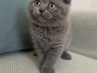 Scottish Fold Ve British Shorthair Yavruları