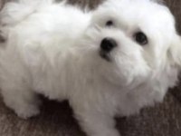 Safkan Maltese Yavruları