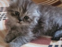 Scottish fold longhair dişi