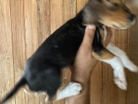Beagle bebişler