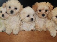 Yeni Doğmuş Maltipoo
