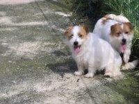 Şecereli jack russell terrier