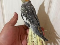 63 GÜNLÜK FULL EVCİL KUSURSUZ SULTAN PAPAĞANI BEBEK