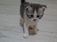 Sevimli Scottish Fold Yavrusu