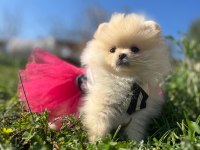 Pomeranian Boo Dişi Ve Erkek Yavrular