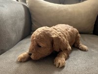 Safkan anne babadan koyu kahve toy poodle