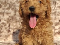 Maltipoo çikolatalı gofretler ruhsatlı çiftlik
