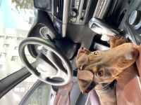 3 aylık kızıl doberman acil yer probleminden dolayı şecereli