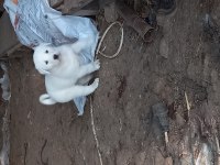 Safkan akbaş yavruları