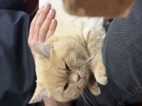 6 Aylık British Shorthair