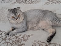 Scottish fold oğlumuza yeni yuva aranıyor
