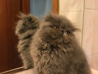 Scottish Straight Longhair Erkek ve Scottish Fold Shorthair