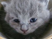 Yavru British Shorthair
