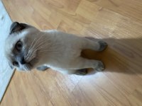 Scottish fold blue point