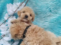 Irk ve sağlık garantili maltipoo bebeklerimiz