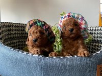 Kilo ve boy garantili poodle