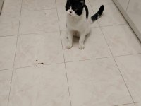 Kedimize Acil Yuva Aranıyor