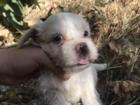 Terrier maltese- albino rus finosu melezleri