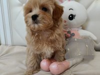 Kore Maltipoo Yavrular