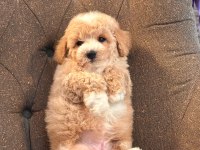 Maltipoo Yavruları Sizleri Bekliyor  