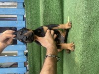 Saf kan dişi ve erkek doberman