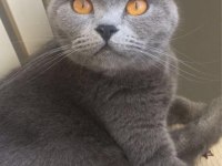 Minik prenses scottish fold