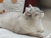 Blue point british shorthair
