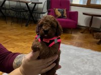 Toy Poodle Köpeğimiz