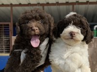 Logotto romanov türüf mantarı köpeği 