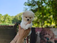 Ayıcık Surat Pomeranian