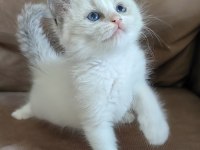 Secereli Ragdoll Yavrular