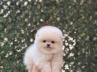 Pomeranian Boo Çiftliğimizden Özel Yavrular