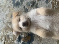 Ücretsiz sahiplendirme köpeğimiz