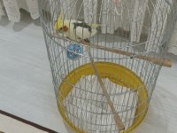 Erkek 1 yaşında sultan evcil hayvan ev kuşu