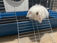 Hollanda lop tavşan