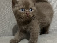 Cinnamon british shorthair