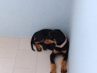 Ebeveyn Fotoğraflı Showclass Doberman Yavrumuz