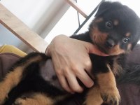 Yavru rottweiler üç aylık