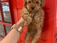 Toy poodle Puppy sağlık ırk garantili