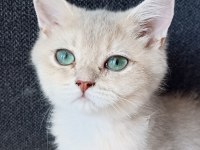 SAFKAN BRİTİSH SHORTHAİR DİŞİ YAVRUMUZ
