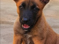 Malinois yavrularda son nokta