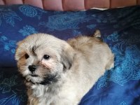 TAMAMEN EVCİL SHİH TZU YAVRU SAHİPLENDİRME