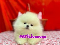 PATİLİvosvos pamuk şekerleri pomeranian köpekler
