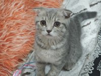 Kırık kulak scottish fold 6 aylık