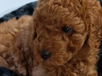 Biblo kızıl toy poodle