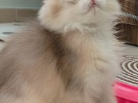 BRITISH LONGHAIR ŞAMPİYON ANNENİN YAVRUSU